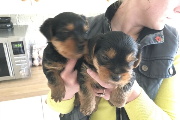 Ogłoszenie - Rasowe, malutkie szczenięta yorkshire terrier. Szczegóły na WhatsApp: +4917667652853. Zdjęcie 3
