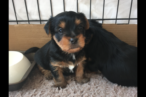 Ogłoszenie - Rasowe, malutkie szczenięta yorkshire terrier. Szczegóły na WhatsApp: +4917667652853. Zdjęcie 4