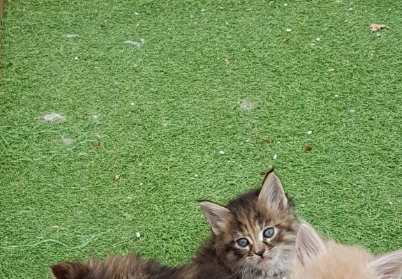 Ogłoszenie - Kocięta rasy Maine Coon. Napisz do nas na WhatsApp, aby uzyskać szczegóły: +4917667652853. Zdjęcie 2