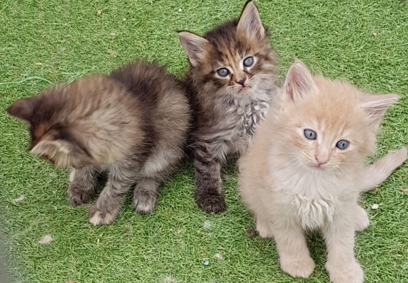 Ogłoszenie - Kocięta rasy Maine Coon. Napisz do nas na WhatsApp, aby uzyskać szczegóły: +4917667652853. Zdjęcie 3