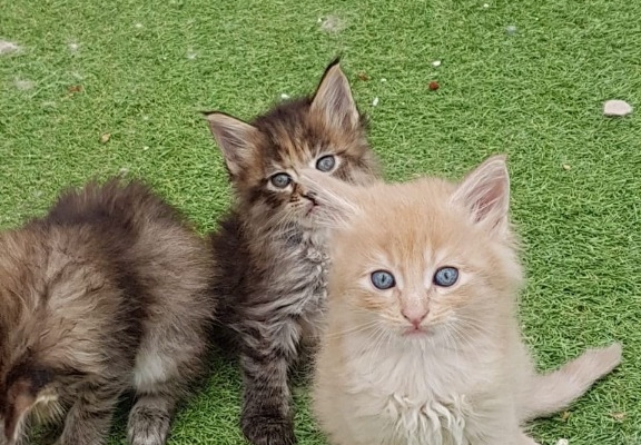Ogłoszenie - Kocięta rasy Maine Coon. Napisz do nas na WhatsApp, aby uzyskać szczegóły: +4917667652853. Zdjęcie 1