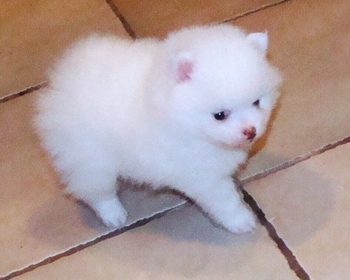 Ogłoszenie - Dwa wspaniałe szczenięta szpica miniaturowego (pomeraniana) typu „teacup”. Szczegóły na WhatsApp: +4917667652853. Zdjęcie 2