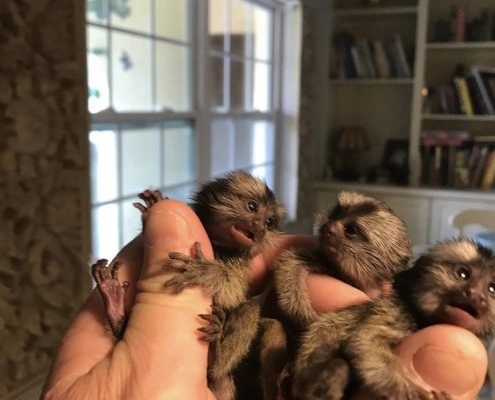 Ogłoszenie - Marmozety karłowate do adopcji. Zdjęcie 1