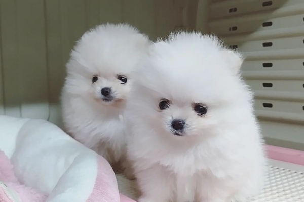 Ogłoszenie - Śliczne szczenięta rasy pomeranian szukają dobrego domu. Zdjęcie 1