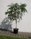 Ogłoszenie - FIKUS (FICUS) BENJAMINA NA PNIU PLECIONY 160 cm - Dolnośląskie - 90,00 zł