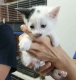 Ogłoszenie - Malutkie kociaki szukają PILNIE kochających domków