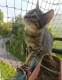 Ogłoszenie - MUSTANG - śliczny kotek chciałby mieć już kochający DOM...