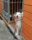 Ogłoszenie - Młodziutki uśmiechnięty wrażliwy psiak czeka na nowy dom