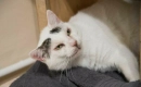 Ogłoszenie - MELEK - kot dla wytrawnego kociarza - uroczy i kochający/Poz
