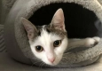 Ogłoszenie - Śneżynka ok 4 mczna kotka prosi o kochający dom Wioletta P