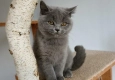 Ogłoszenie - Piękna kotka brytyjska 3 miesięczna z rodowodem FPL FIFe - 2 500,00 zł