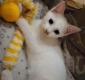 Ogłoszenie - Cudna Fuksja ok 3 mczna kotka szuka domu Kocie Anioły