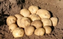 Ogłoszenie - WEGA -ziemniaki sadzeniaki- przyjmujemy zamówienia - 1,00 zł