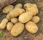 Ogłoszenie - Gala - ziemniaki sadzeniaki - przyjmujemy zamówienia - 1,00 zł