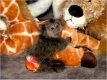 Ogłoszenie - 9-tygodniowe małe małpy marmozetowe na sprzedaż - Grodzisk Mazowiecki