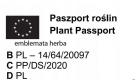 Ogłoszenie - TRAWA PAMPASOWA kremowa odporna na mróz - sadzonki 30 / 40 c - 14,99 zł