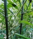 Ogłoszenie - Bambus Phyllostachys Bissetii, Filostachys Bisseta18l - 300,00 zł
