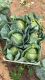 Ogłoszenie - Świeże warzywa prosto od producenta - ziemniaki, buraki, marchew, kapusta - Oława