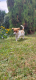 Ogłoszenie - Śliczne szczeniaczki Jack Russell Terrier - 1 600,00 zł