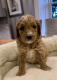 Ogłoszenie - AJ Adorable Mini Goldendoodle pups +1 ‪(559) 745-5646 - 875,00 zł