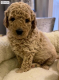Ogłoszenie - AJ Adorable Mini Goldendoodle pups +1 ‪(559) 745-5646 - 875,00 zł