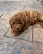 Ogłoszenie - Gorgeous Miniature Goldendoodle Puppy - Girl 💕‪ +1 (559) 745-5646 - 875,00 zł