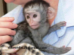 Ogłoszenie - Sprzedam inteligentne małpki kapucynki- - Włoszczowa
