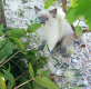 Ogłoszenie - Kociaki gotowe do zmiany domu koty syberyjskie neva masquera - Tychy - 2 300,00 zł