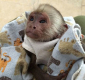Ogłoszenie - Dostępne małe małpki kapucynki wyszkolone w nocniku - Szczecinek