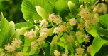 Ogłoszenie - Sprzedaż hurtowa Lipa kwiatostan (eng. Linden flowers) od producenta po optymalnych cenach - Ukraina - 76,00 zł