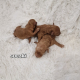 Ogłoszenie - Pudel miniatura red red-brown płowy - Śląskie - 3 000,00 zł