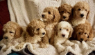 Ogłoszenie - Stunning Small Miniature Goldendoodle Puppies +1(559) 745-5646 - 875,00 zł