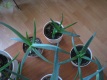 Ogłoszenie - Aloes – piękna, zdrowa roślinka o właściwościach leczniczych - Krapkowice - 16,00 zł
