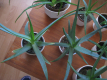 Ogłoszenie - Aloes – piękna, zdrowa roślinka o właściwościach leczniczych - Krapkowice - 16,00 zł