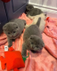 Ogłoszenie - Pięknych 5 kociąt Scottish Fold. - 1 300,00 zł