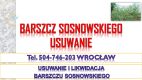 Ogłoszenie - Usuwanie barszczu Sosnowskiego, cena, tel 504-746-203, Wrocław, likwidacja, zwalczanie, utylizacja , usunięcie, barszczu - Wrocław