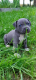 Ogłoszenie - Blue Amstaff American Staffordshire Terrier - Łęczna - 2 500,00 zł