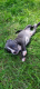 Ogłoszenie - Blue Amstaff American Staffordshire Terrier - Łęczna - 2 500,00 zł