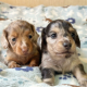 Ogłoszenie - dachshund puppies available for sell - Litwa - 1 500,00 zł