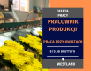 Ogłoszenie - Szklarnia, sortownia, produkcja - 14,06 € brutto/h - Nie wymagamy doświadczenia ani znajomości j.obcego! - Holandia