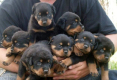 Ogłoszenie - rotvajler puppies available - Gniezno