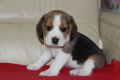 Ogłoszenie - Beagle - szczeniaczki ZKwP - Częstochowa - 3 000,00 zł