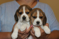 Ogłoszenie - Beagle - szczeniaczki ZKwP - Częstochowa - 3 000,00 zł