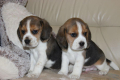 Ogłoszenie - Beagle - szczeniaczki ZKwP - Częstochowa - 3 000,00 zł