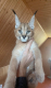 Ogłoszenie - Miot kociąt Savannah Serval i Caracal - Wawer - 1,00 zł