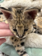 Ogłoszenie - Miot kociąt Savannah Serval i Caracal - Wawer - 1,00 zł