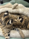 Ogłoszenie - Miot kociąt Savannah Serval i Caracal - Wawer - 1,00 zł