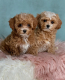 Ogłoszenie - szczenięta maltipoo na sprzedaż - Chorzów - 3 500,00 zł