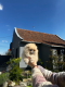 Ogłoszenie - Pomeranian Spitz Szczenięta