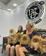 Ogłoszenie - Pomeranian Spitz Szczenięta